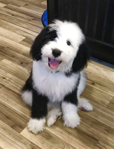 Typically under 50 lbs as adults. . Mini sheepadoodle for sale california